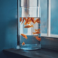 Luis Fernandez Player Luis Fernandez profile photo